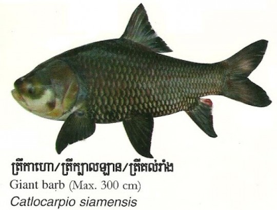 Giant Mekong Barb: The National Fish of Cambodia