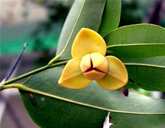 Romduol Flower (Metralla mesnyi): The National Flower of Cambodia