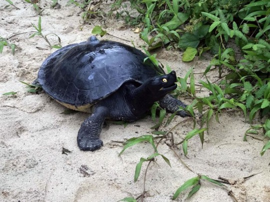 Royal Turtle: The National Reptile of Cambodia