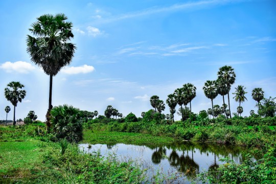 Palm Tree (Borassus flabellifer): The National Tree of Cambodia