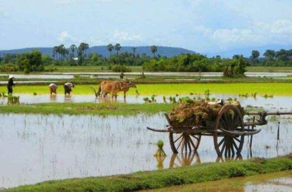 Khmer Ox Cart