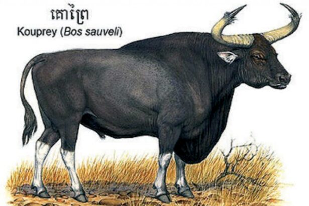 Kouprey (Bos Sauveli): The National Mammal of Cambodia