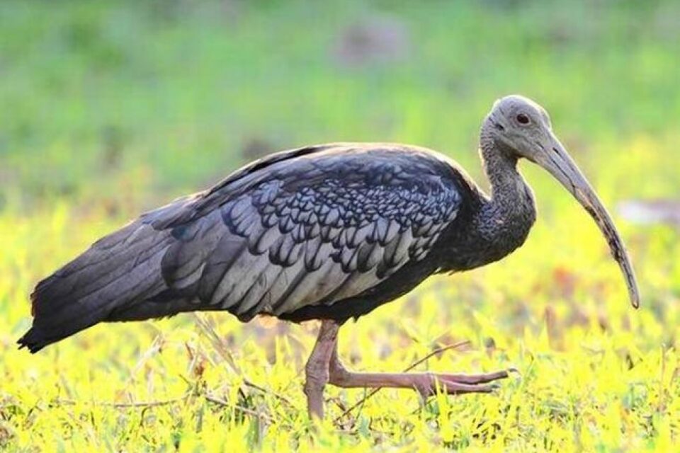 Tror Yorng (Giant Ibis): The National Bird of Cambodia