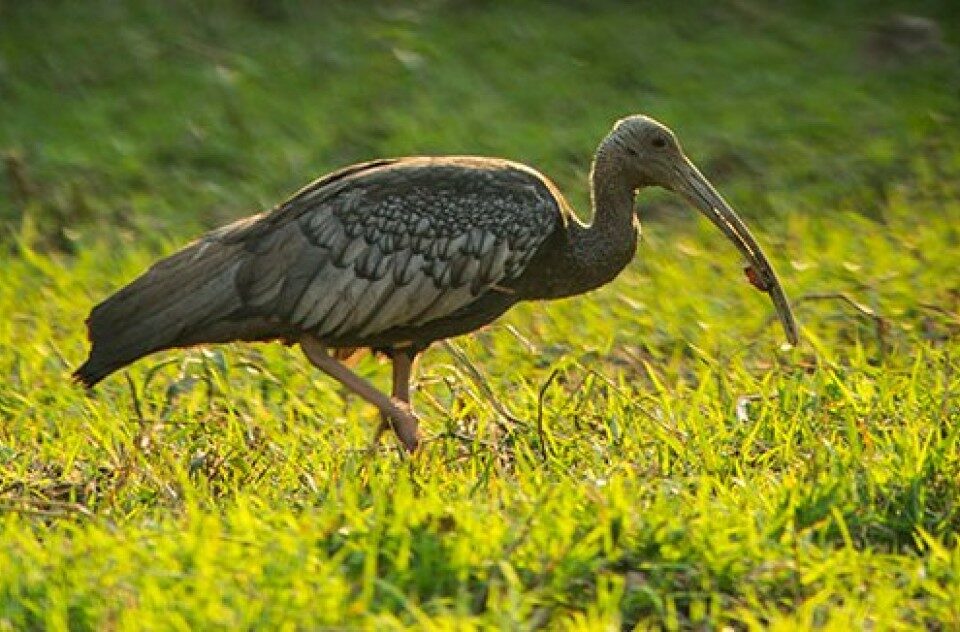 Tror Yorng (Giant Ibis): The National Bird of Cambodia