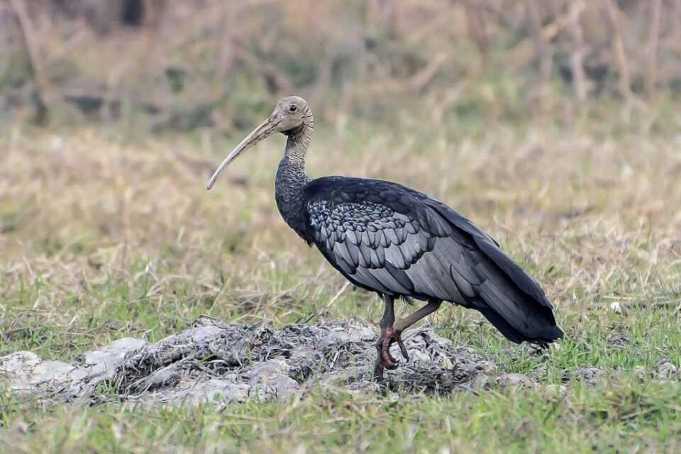 Tror Yorng (Giant Ibis): The National Bird of Cambodia