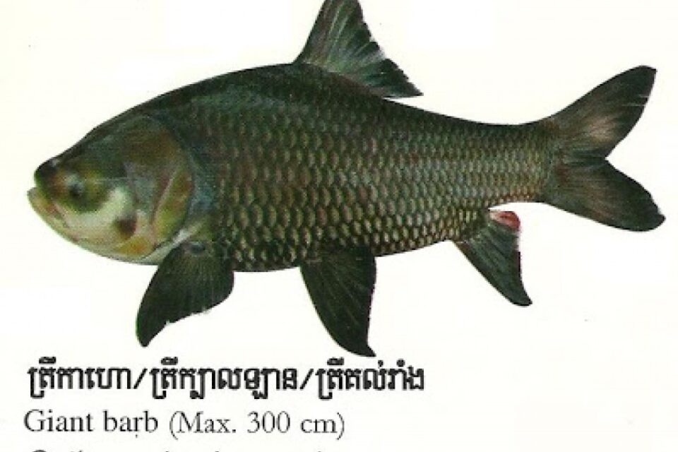 Giant Mekong Barb: The National Fish of Cambodia