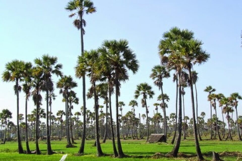 Palm Tree (Borassus flabellifer): The National Tree of Cambodia