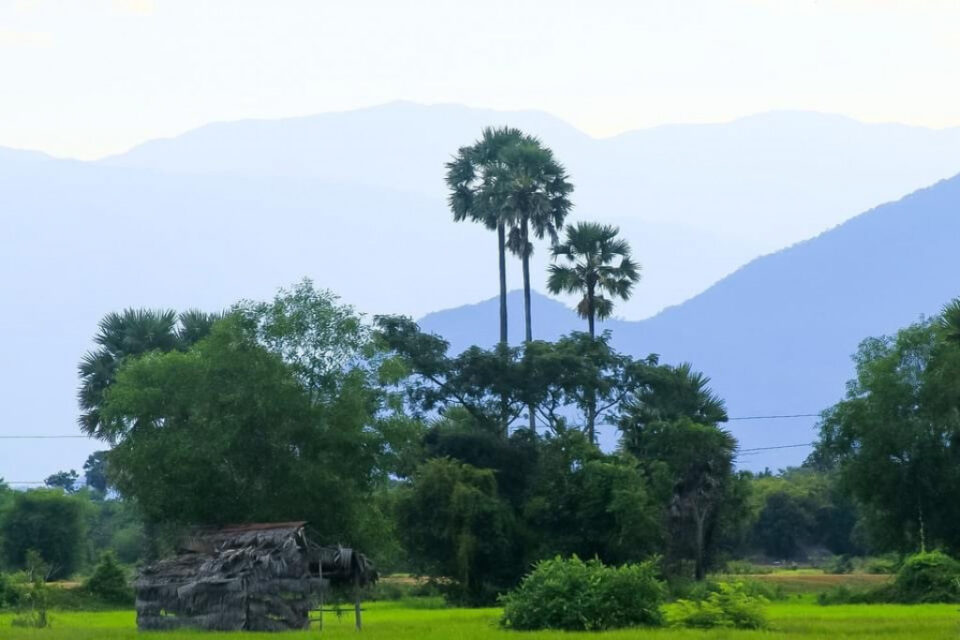 Palm Tree (Borassus flabellifer): The National Tree of Cambodia