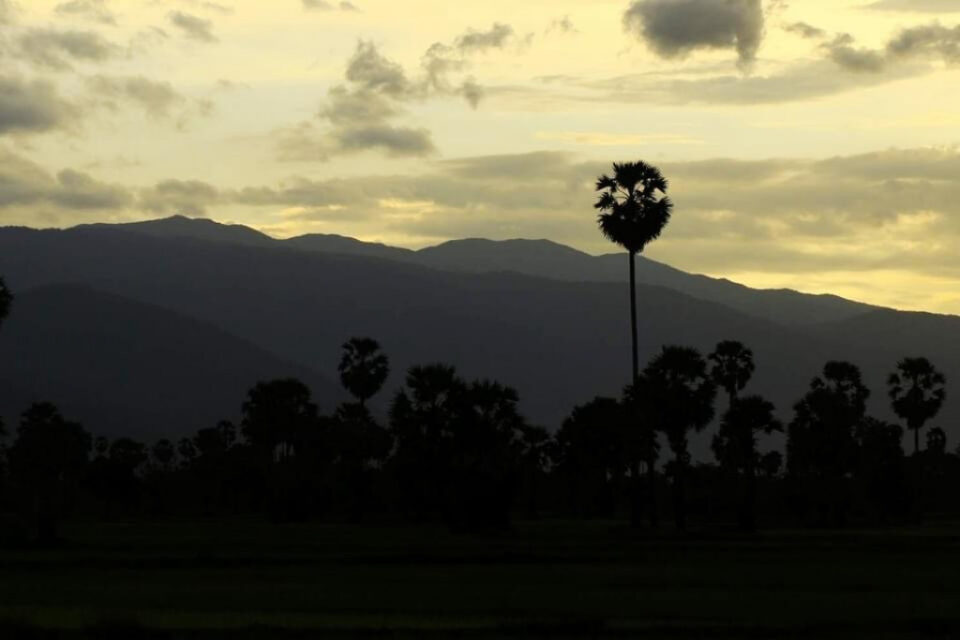 Palm Tree (Borassus flabellifer): The National Tree of Cambodia