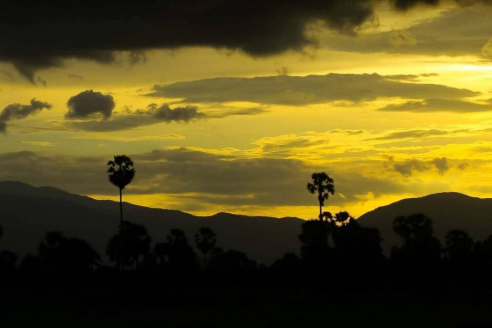 Palm Tree (Borassus flabellifer): The National Tree of Cambodia