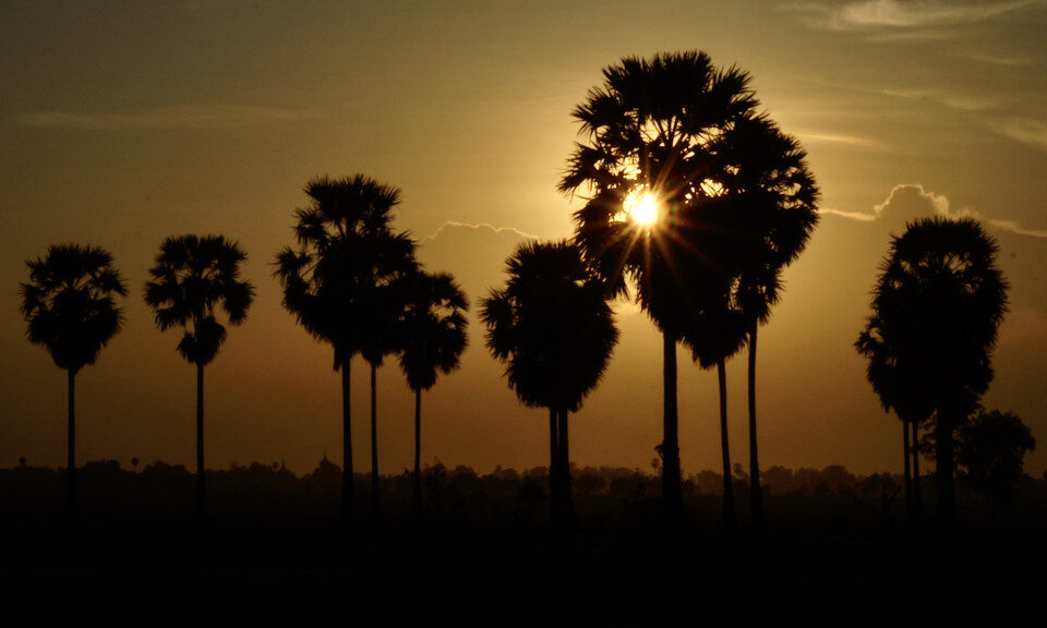 Palm Tree (Borassus flabellifer): The National Tree of Cambodia